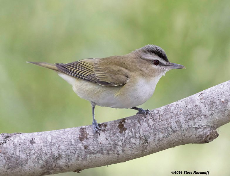 _B247984 red-eyed vireo.jpg